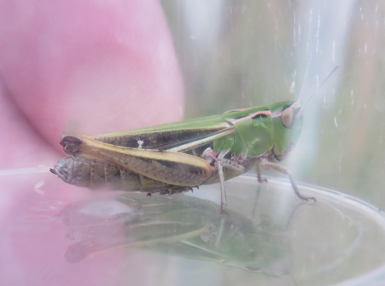   Female Stripe-winged Grasshopper 